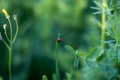 soft focus. ladybug is sitting on the grass.