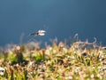 Large mosquito in flight. A moving mosquito. Soft focus