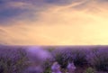 Soft focus of lavender field at the colorful sunset in a warm summer day. Beautiful landscape of lavender field. Toned image Royalty Free Stock Photo