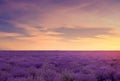 Soft focus of lavender field at the colorful sunset in a warm summer day. Beautiful landscape of lavender field. Toned image Royalty Free Stock Photo
