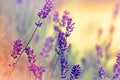 Soft focus on lavender in flower garden