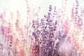 Soft focus on lavender flowers, flowering lavender flowers