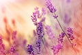 Soft focus on lavender and sunbeams