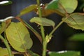 Soft focus of leaves, stems and thorns on a rose bush at a garden Royalty Free Stock Photo