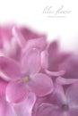 Soft focus lilac flower background with copy space. Royalty Free Stock Photo
