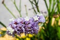 Soft focus of lilac statice flowers against a green blurry background Royalty Free Stock Photo