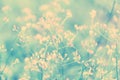 Soft focus  little pink grass wild flower ,Abstract spring nature background Royalty Free Stock Photo