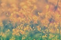 Soft focus  little pink grass wild flower blooming Royalty Free Stock Photo