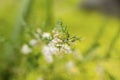 Soft focus little white flower blurred green nature fresh background. eco green environment . lovely nature ralaxation holiday