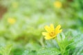 Soft focus of little yellow flower on meadow Royalty Free Stock Photo