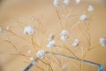 Soft focus of littles flowers Royalty Free Stock Photo