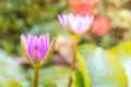 Soft focus of lotus flower and soft color for background. Royalty Free Stock Photo