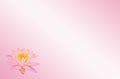 Soft focus lotus or water lily flower on pink pastel abstract background