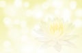 Soft focus lotus or water lily flower on yellow color abstract background Royalty Free Stock Photo