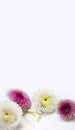 Soft focus Macro blur Flower and petal on white texture canvas vertical long background