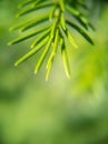 Soft focus. Macro photograph of spruce branch. Green needles on a blue background.