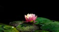 Soft focus of magic bright pink water lily or lotus flower Perry`s Orange Sunset in pond on black background Royalty Free Stock Photo