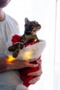 man hands holding cute brown tabby cat in fluffy santa hat with christmas lights Royalty Free Stock Photo