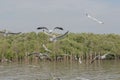 Soft focus, many seagull flying in the sky at coast. Royalty Free Stock Photo