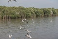 Soft focus, many seagull flying in the sky at coast. Royalty Free Stock Photo