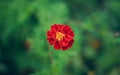 Soft focus marigold single red and yellow flower from above foreshortening on unfocused green natural floral background, wallpaper Royalty Free Stock Photo