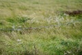 Soft focus of metal chain marking a boundary at a grassy field