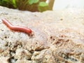 Soft Focus of millipede or millepede on stone.