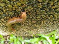 Soft Focus of millipede or millepede on stone.