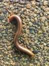 Soft Focus of millipede or millepede on stone.