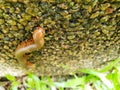 Soft Focus of millipede or millepede on stone.