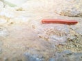 Soft Focus of millipede or millepede on stone.