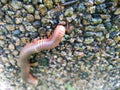 Soft Focus of millipede or millepede on stone.