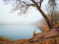 Misty autumn landscape with leafless trees on the shore of an old pond. Heavy fog over the lake. Autumn morning Royalty Free Stock Photo