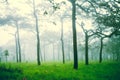 Soft focus of misty forest after rain, abstract nature background.