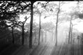 Soft focus of misty forest after rain with ray, abstract nature Royalty Free Stock Photo