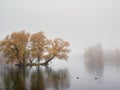 Soft focus. Morning fog on the lake. Mystical morning autumn landscape with fog over the lake. Foggy autumn landscape Royalty Free Stock Photo