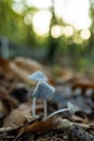 Soft focus mushrooms growing on a chestnut forest floor Royalty Free Stock Photo