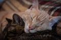 Muzzles cute tabby cats sleeping and hugging on brown blanket at home