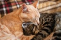 Muzzles two cute tabby cats sleeping and hugging on plaid blanket at home