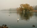 Soft focus. Mystical morning autumn landscape with fog over the lake and white swan. Foggy autumn landscape with State Museum Royalty Free Stock Photo