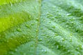 Soft Focus nature background texture green leaf with water drop. Royalty Free Stock Photo