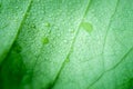 Soft Focus nature background texture green leaf with water drop. Royalty Free Stock Photo