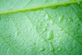 Soft Focus nature background texture green leaf with water drop. Royalty Free Stock Photo