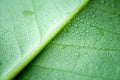 Soft Focus nature background texture green leaf with water drop. Royalty Free Stock Photo