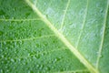 Soft Focus nature background texture green leaf with water drop. Royalty Free Stock Photo