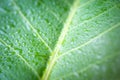 Soft Focus nature background texture green leaf with water drop. Royalty Free Stock Photo