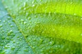 Soft Focus nature background texture green leaf with water drop. Royalty Free Stock Photo