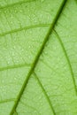 Soft Focus nature background texture green leaf with water drop. Royalty Free Stock Photo