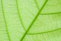 Soft Focus nature background texture green leaf with water drop. Royalty Free Stock Photo