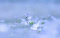 Soft focus, Nemophila or Baby blue eyes Royalty Free Stock Photo